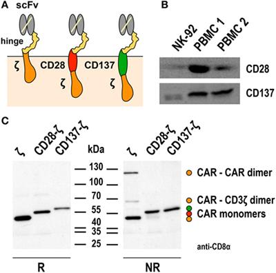 Chimeric Antigen Receptor-Engineered <mark class="highlighted">NK-92</mark> Cells: An Off-the-Shelf Cellular Therapeutic for Targeted Elimination of Cancer Cells and Induction of Protective Antitumor Immunity